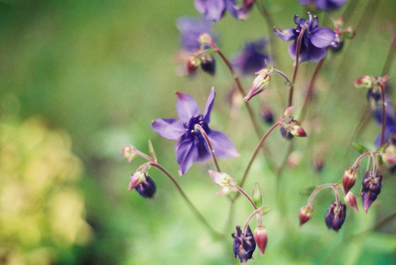Purple days (film)